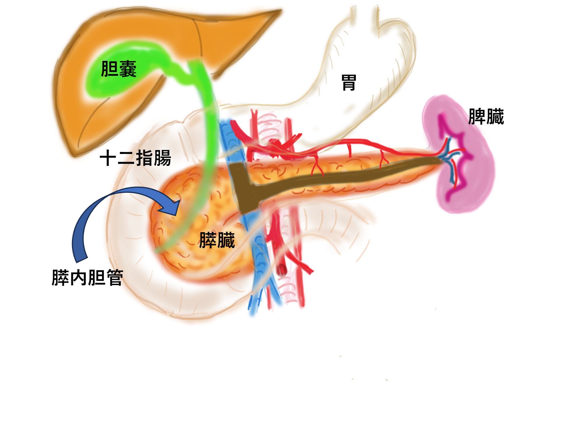 around_pancreas