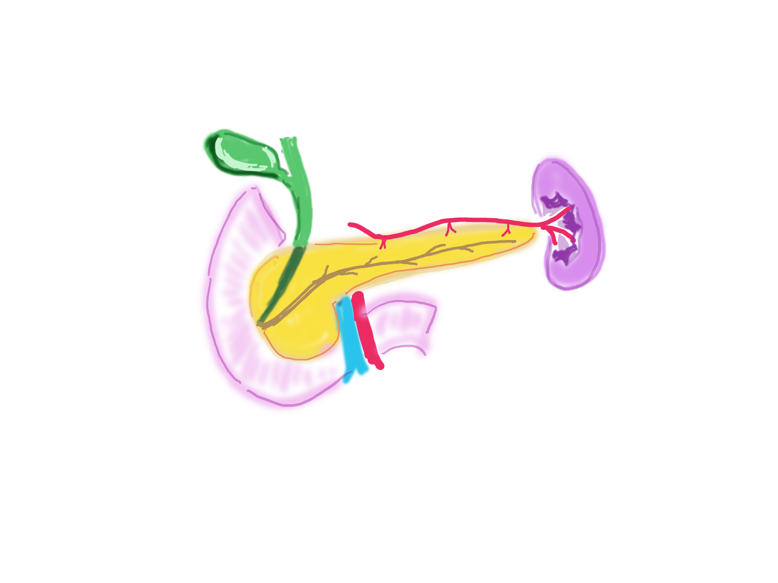 pancreas